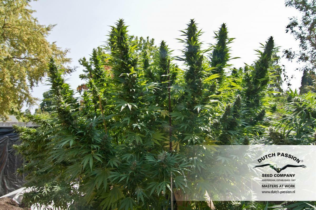 Dutch Passion - Hollands Hope (fem.)