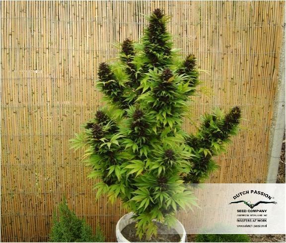 Dutch Passion - Hollands Hope (fem.)