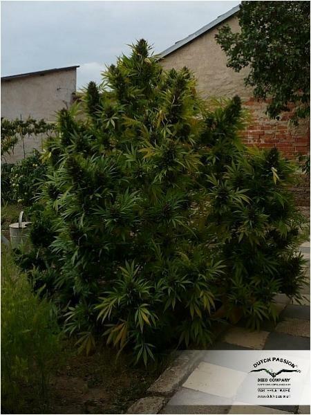 Dutch Passion - Hollands Hope (fem.)