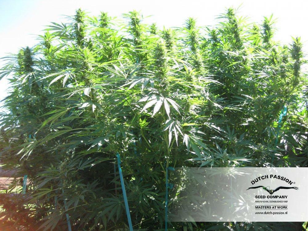 Dutch Passion - Hollands Hope (fem.)