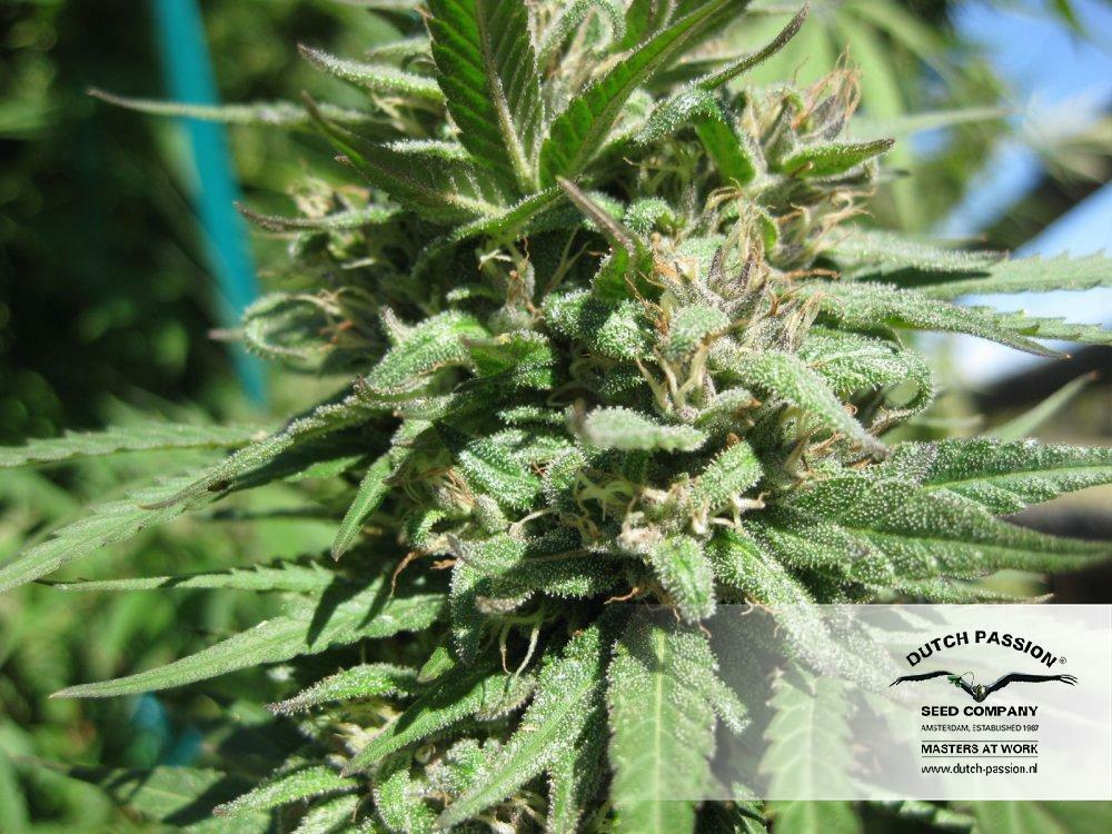 Dutch Passion - Hollands Hope (fem.)