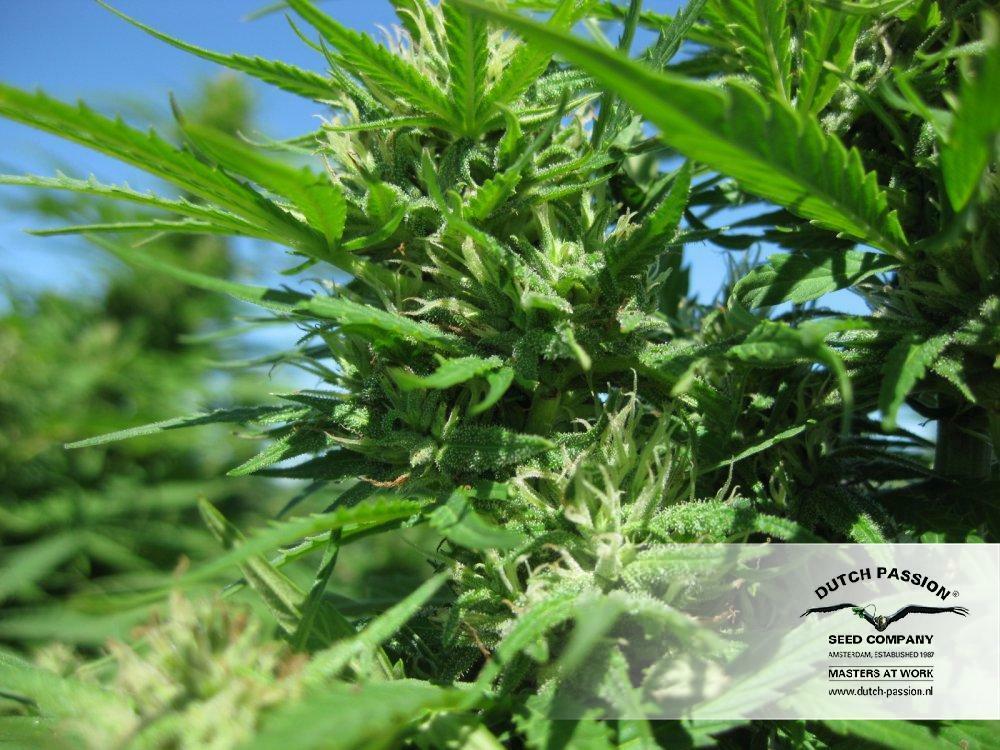 Dutch Passion - Hollands Hope (fem.)