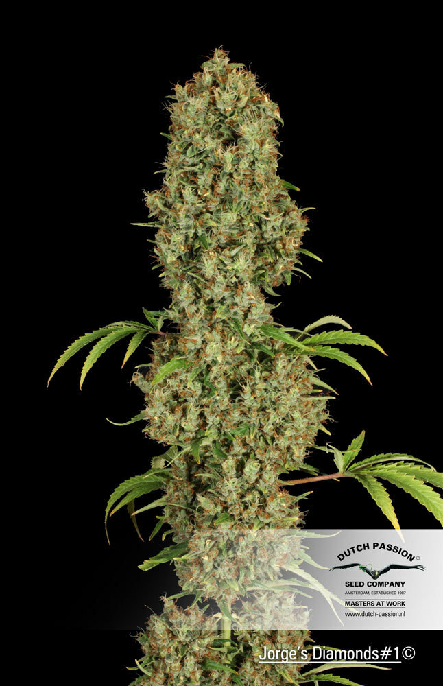 Dutch Passion - Jorge's Diamonds #1 (fem.)