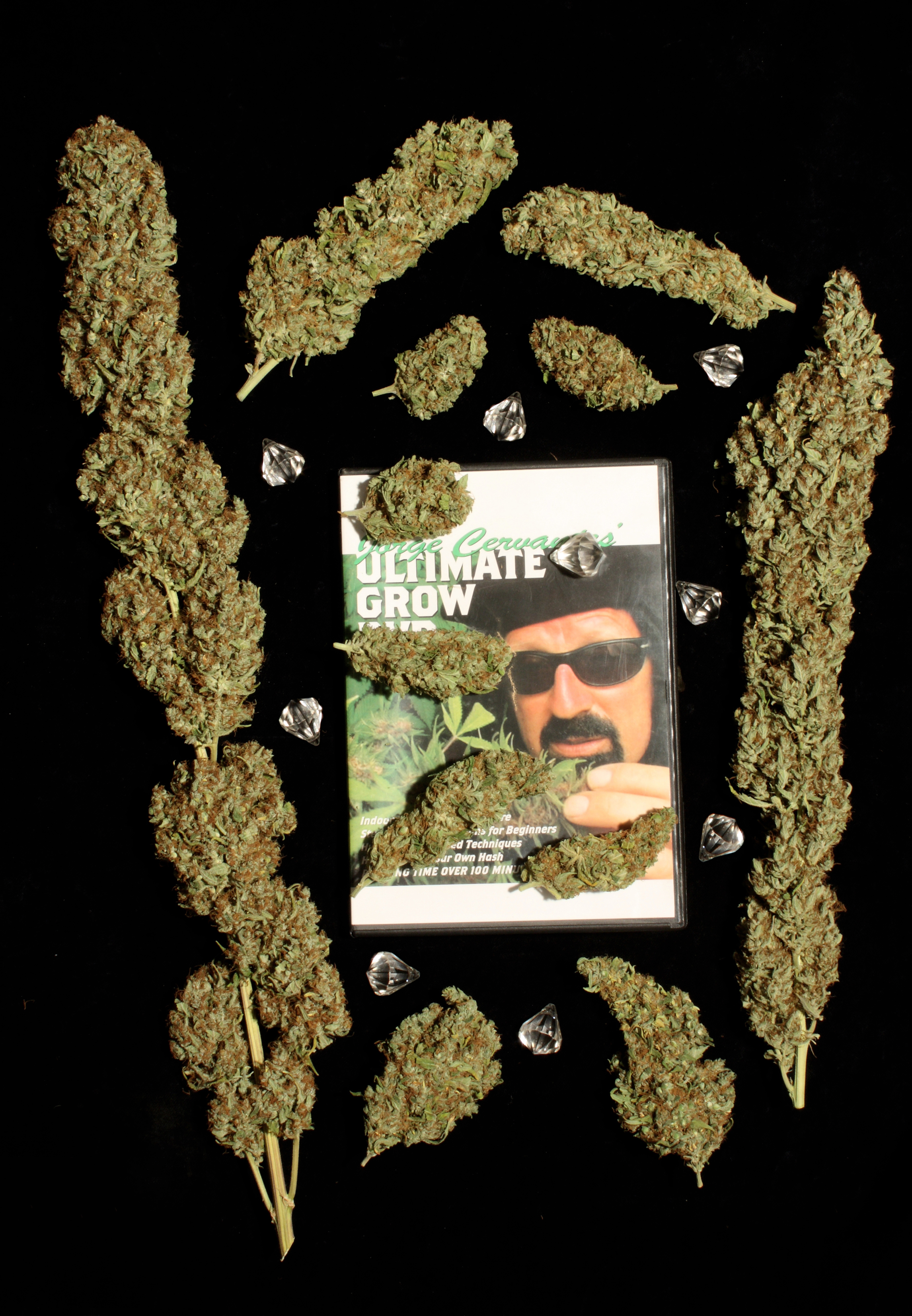 Dutch Passion - Jorge's Diamonds #1 (fem.)