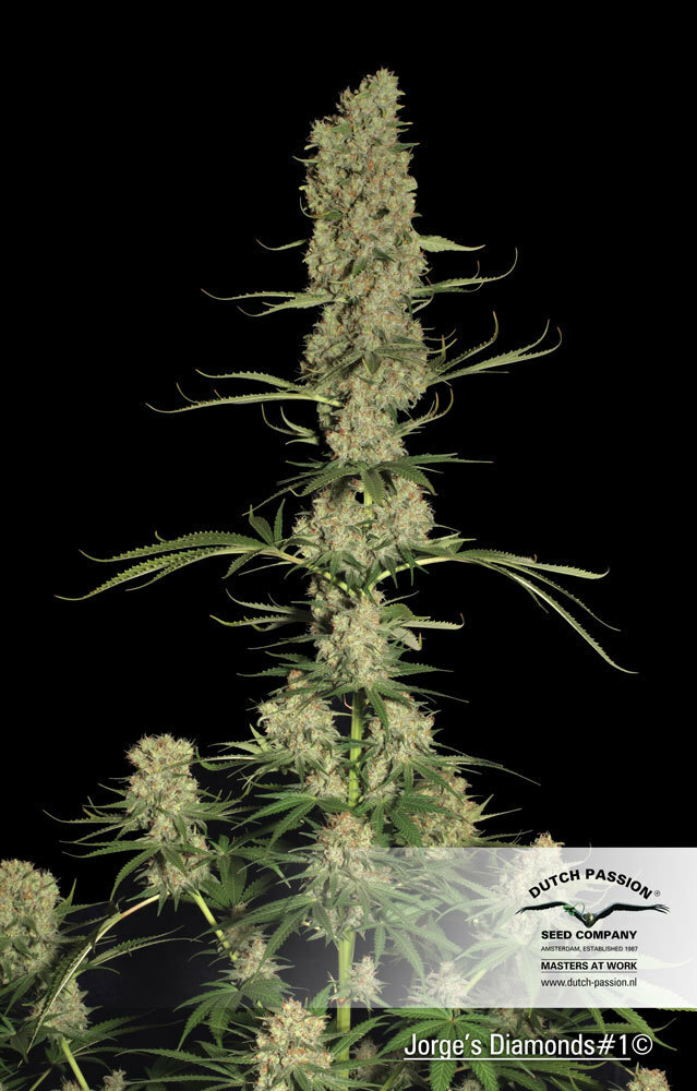 Dutch Passion - Jorge's Diamonds #1 (fem.)