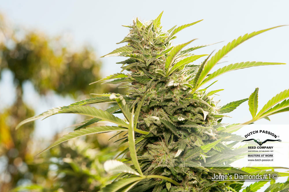Dutch Passion - Jorge's Diamonds #1 (fem.)