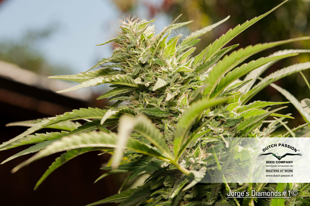 Dutch Passion - Jorge's Diamonds #1 (fem.)