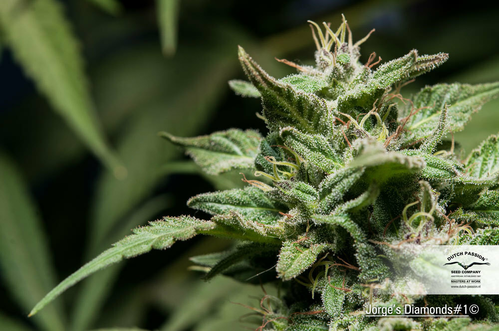 Dutch Passion - Jorge's Diamonds #1 (fem.)