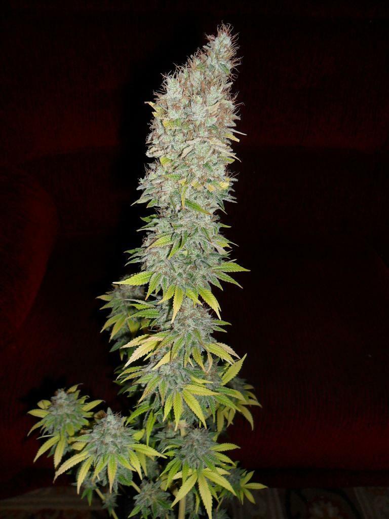 Dutch Passion - Jorge's Diamonds #1 (fem.)