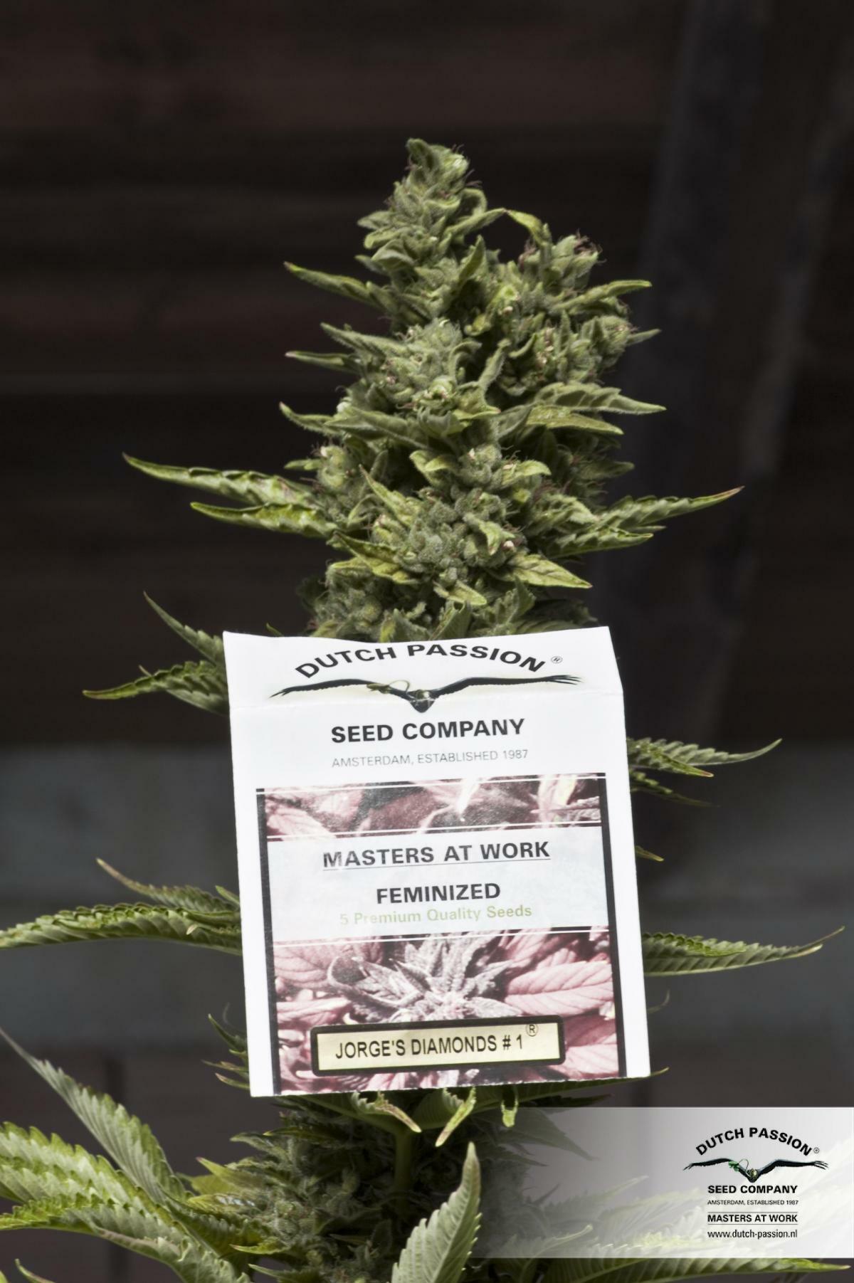 Dutch Passion - Jorge's Diamonds #1 (fem.)