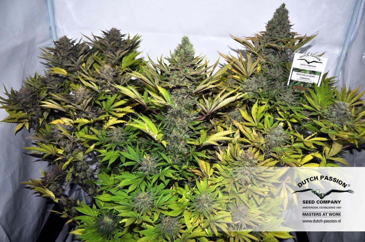 Dutch Passion - Jorge's Diamonds #1 (fem.)