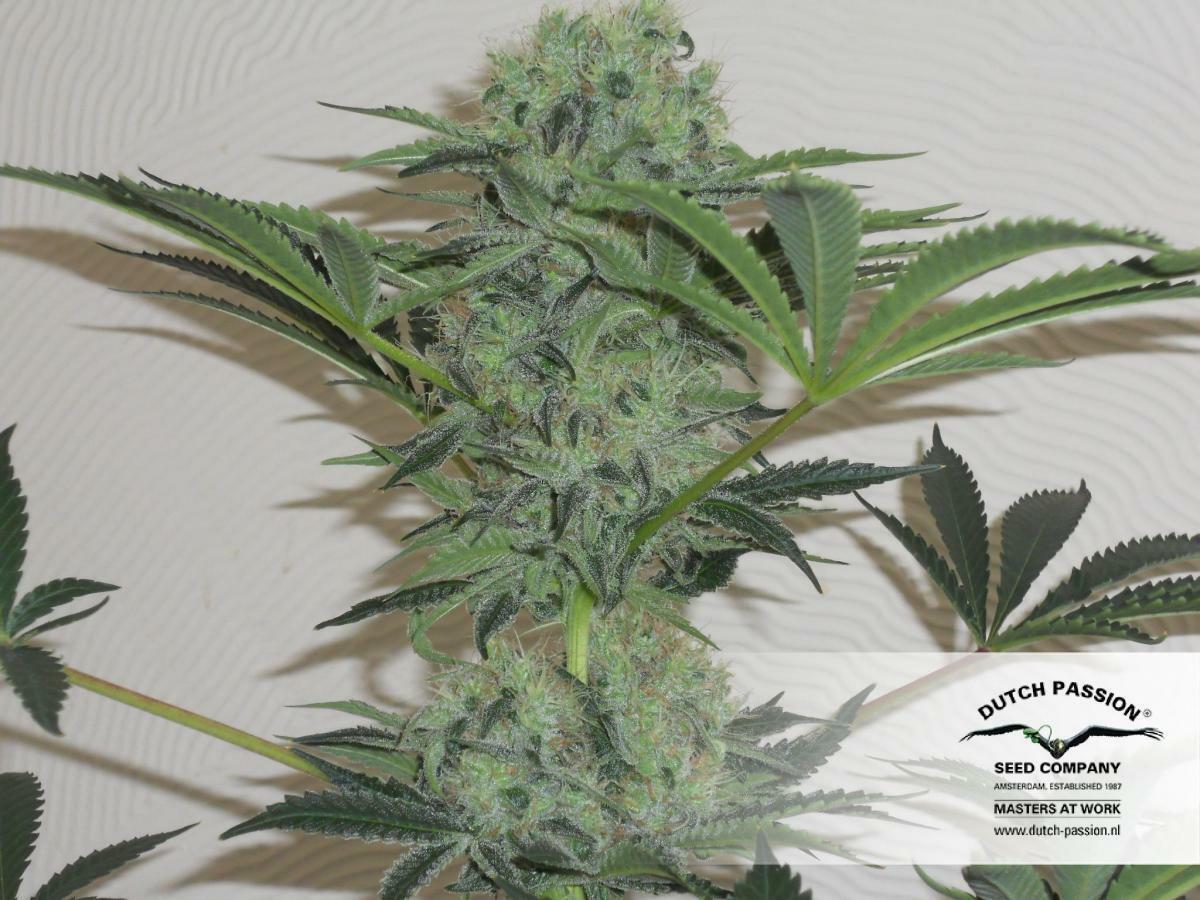 Dutch Passion - Jorge's Diamonds #1 (fem.)