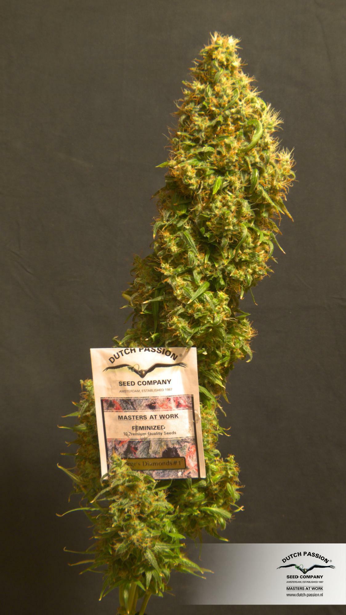 Dutch Passion - Jorge's Diamonds #1 (fem.)