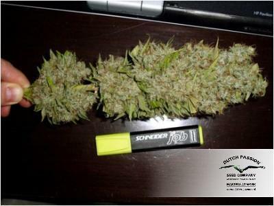 Dutch Passion - Jorge's Diamonds #1 (fem.)