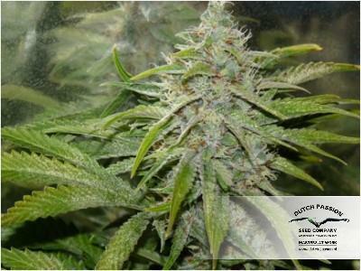 Dutch Passion - Jorge's Diamonds #1 (fem.)