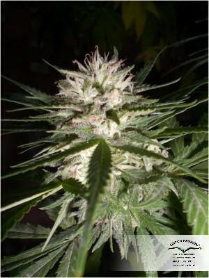Dutch Passion - Jorge's Diamonds #1 (fem.)