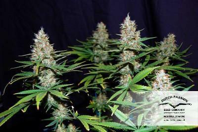 Dutch Passion - Jorge's Diamonds #1 (fem.)