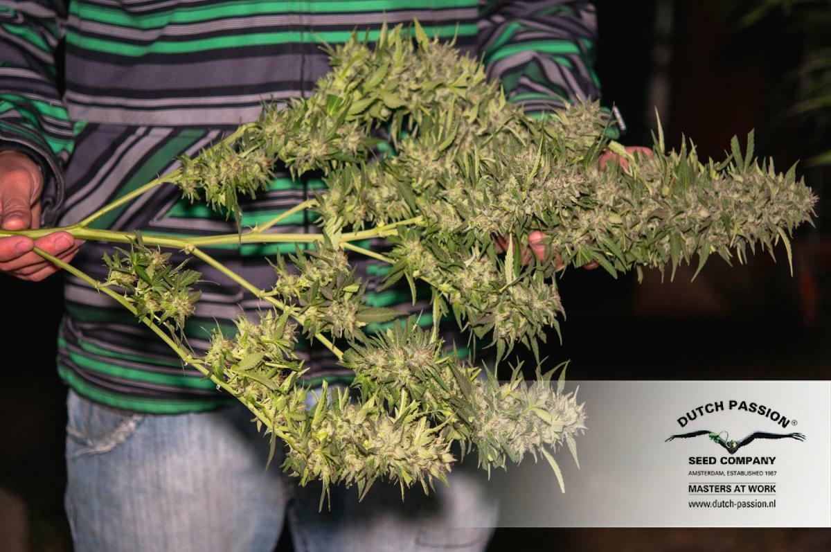 Dutch Passion - Jorge's Diamonds #1 (fem.)