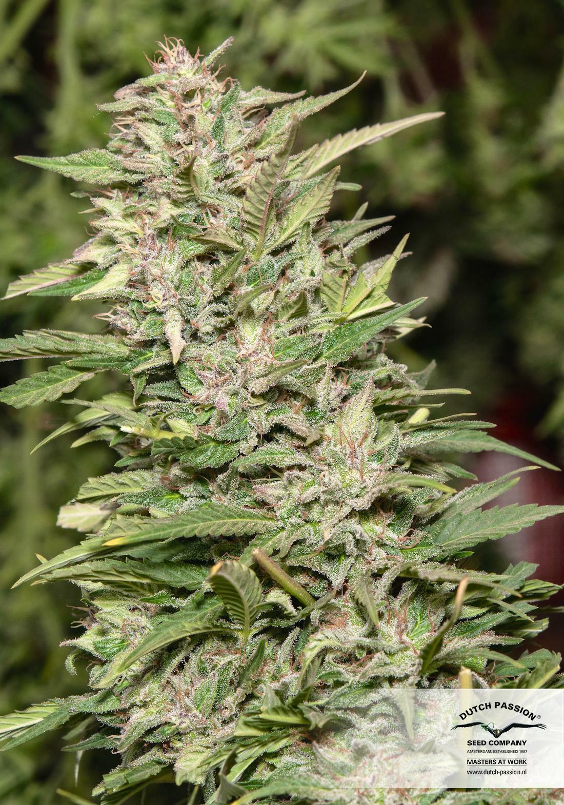 Dutch Passion - Jorge's Diamonds #1 (fem.)