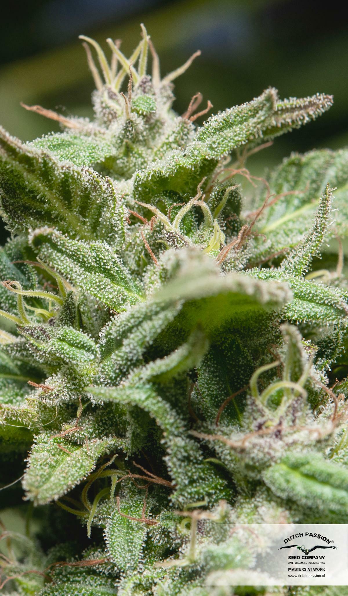 Dutch Passion - Jorge's Diamonds #1 (fem.)