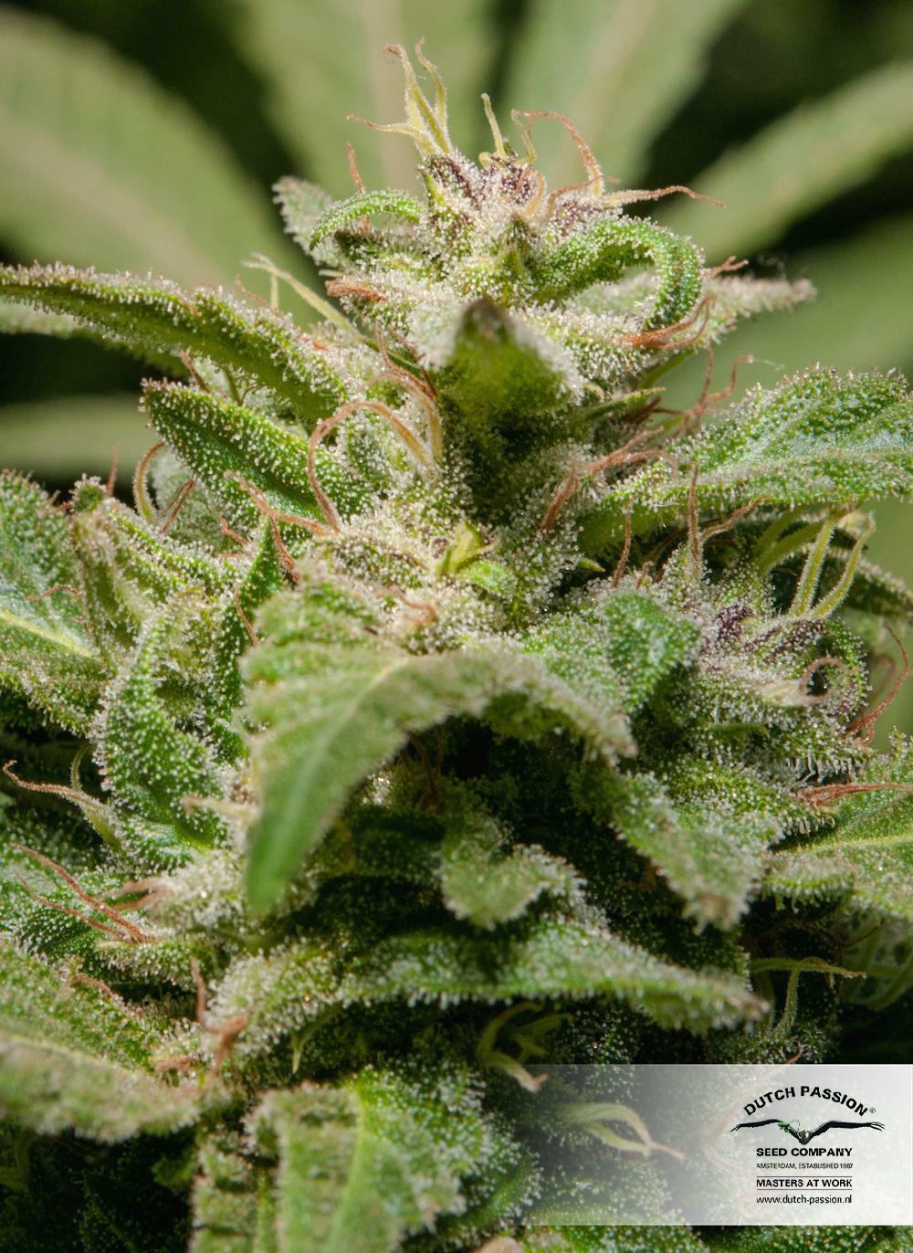 Dutch Passion - Jorge's Diamonds #1 (fem.)