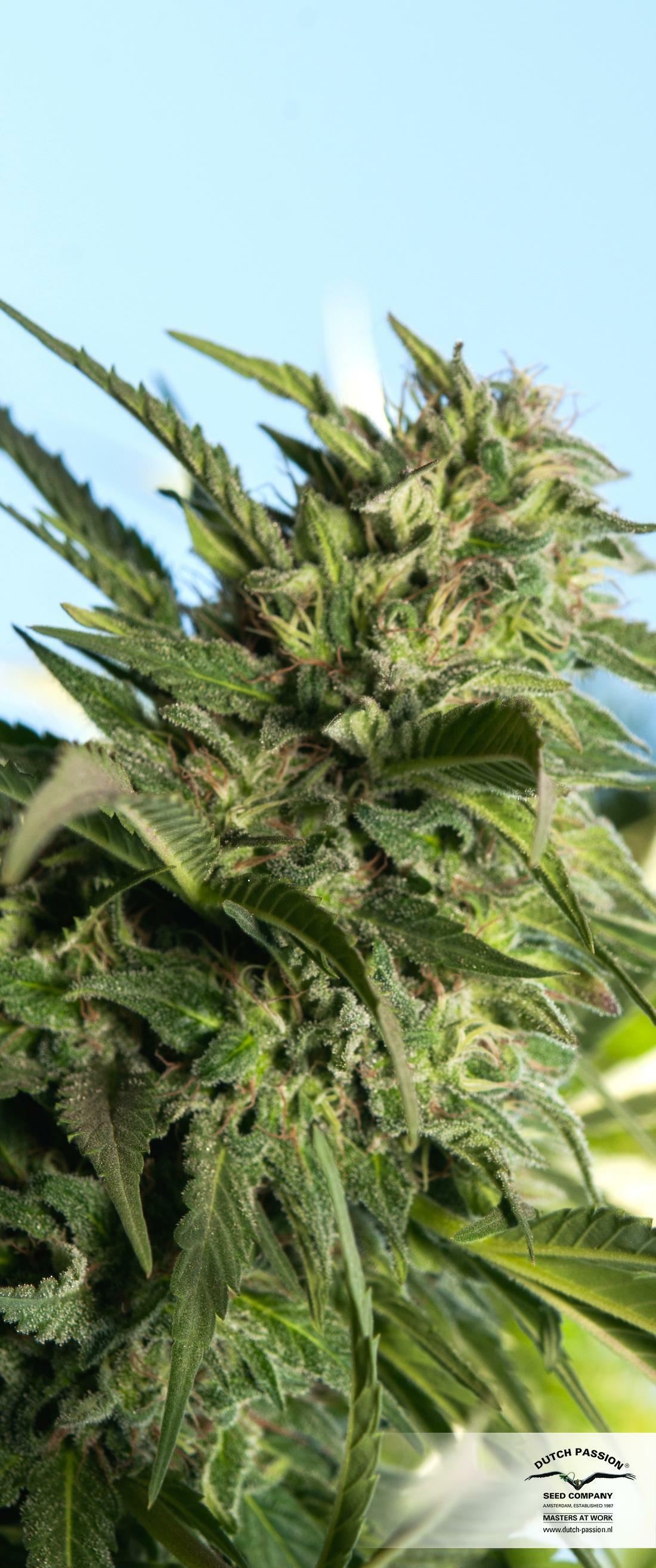 Dutch Passion - Jorge's Diamonds #1 (fem.)