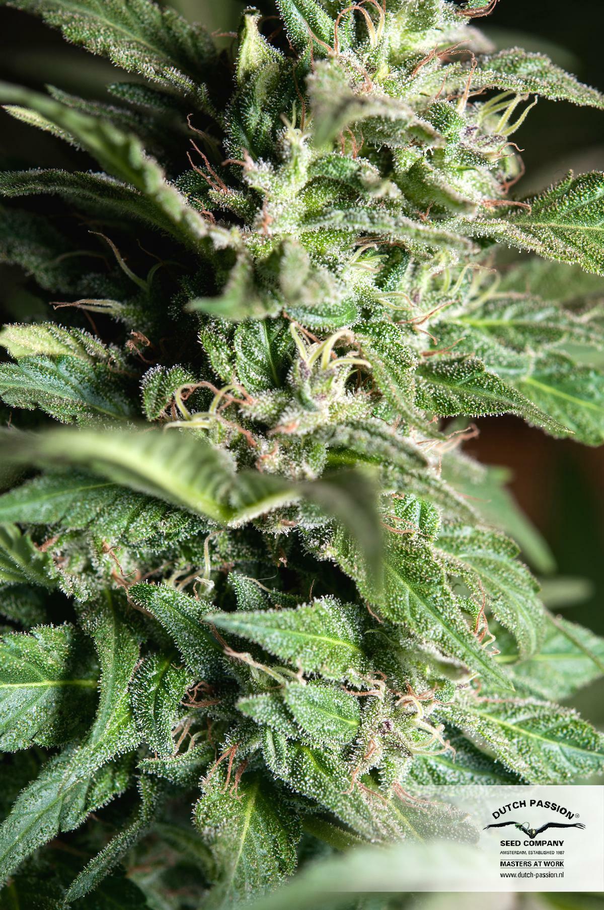 Dutch Passion - Jorge's Diamonds #1 (fem.)