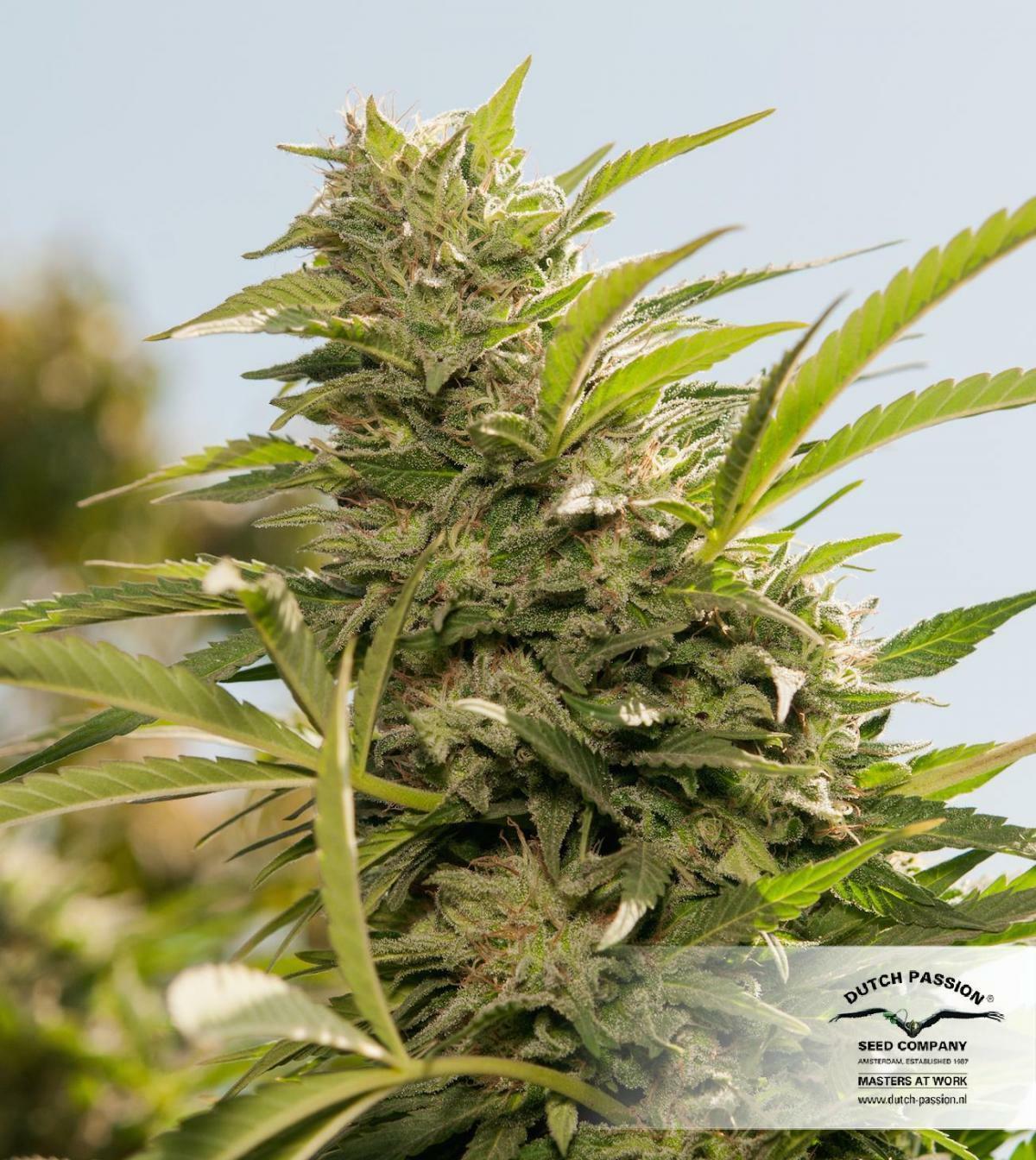 Dutch Passion - Jorge's Diamonds #1 (fem.)