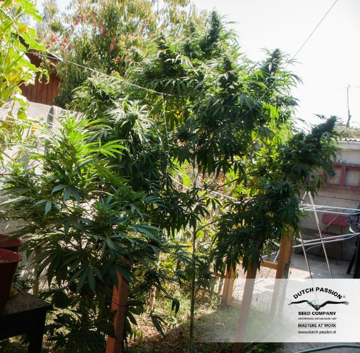 Dutch Passion - Jorge's Diamonds #1 (fem.)
