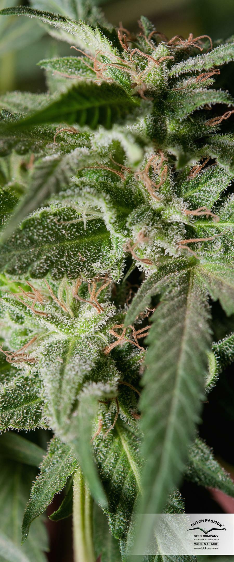 Dutch Passion - Jorge's Diamonds #1 (fem.)