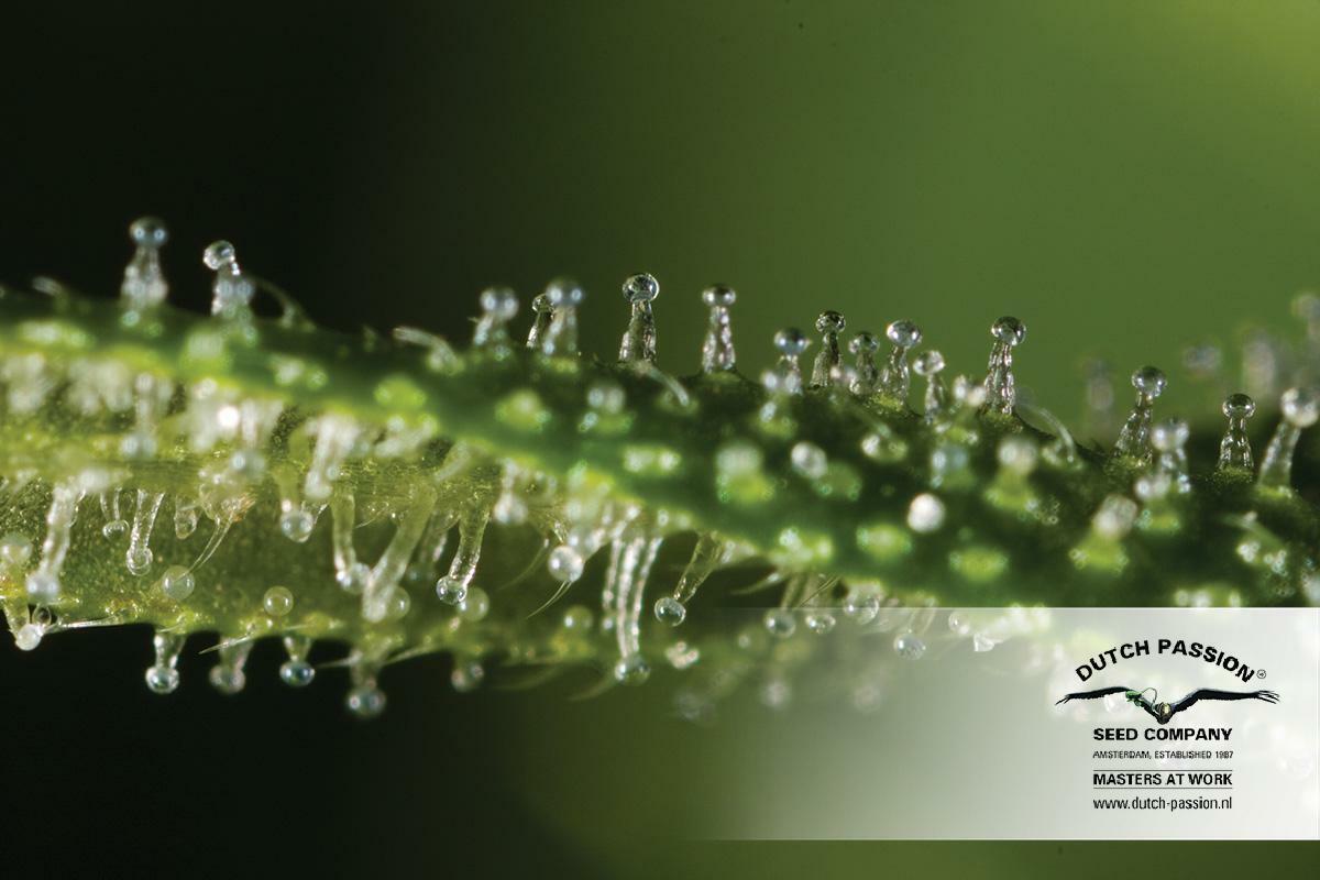 Dutch Passion - Jorge's Diamonds #1 (fem.)