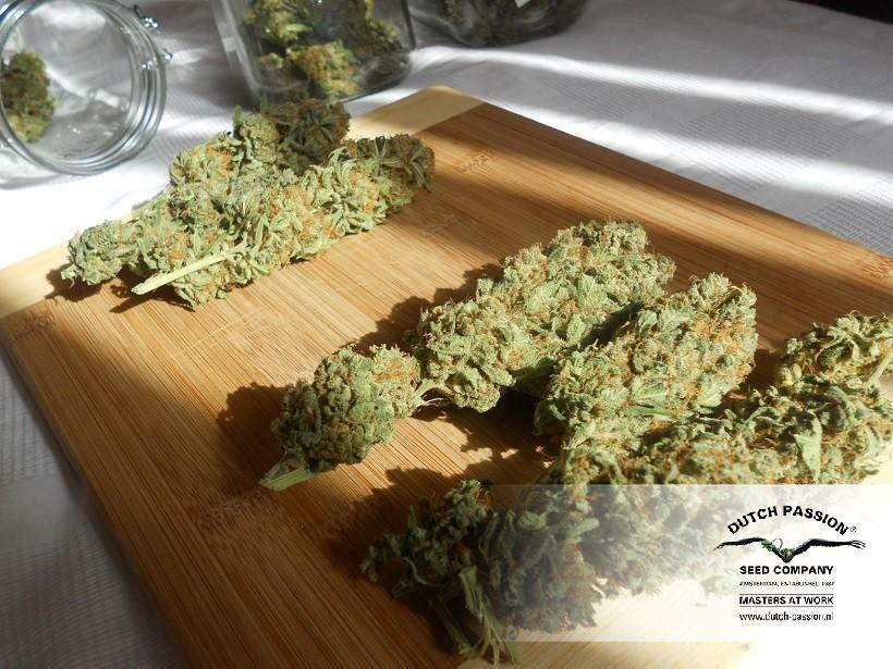 Dutch Passion - Jorge's Diamonds #1 (fem.)
