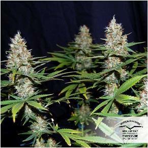 Dutch Passion - Jorge's Diamonds #1 (fem.)