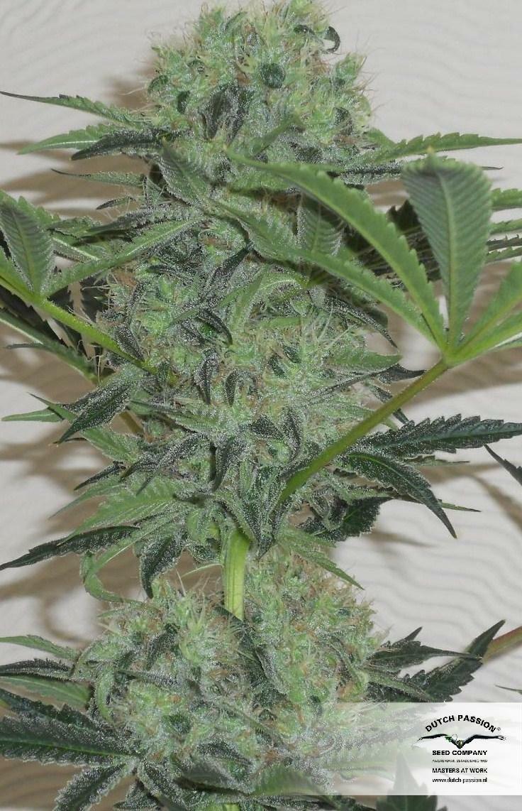Dutch Passion - Jorge's Diamonds #1 (fem.)