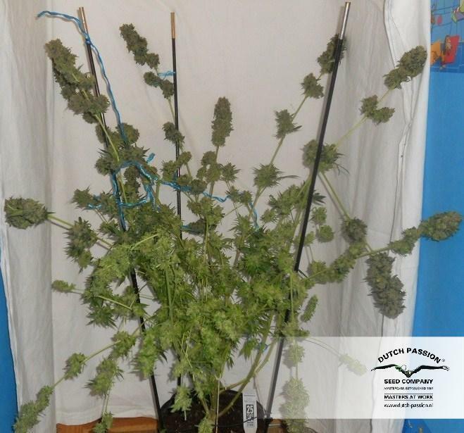 Dutch Passion - Jorge's Diamonds #1 (fem.)