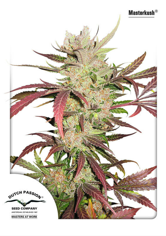 Dutch Passion - Master Kush (fem.)