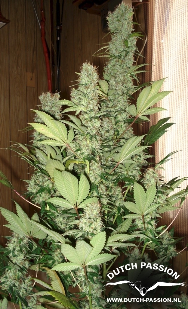 Dutch Passion - Master Kush (fem.)