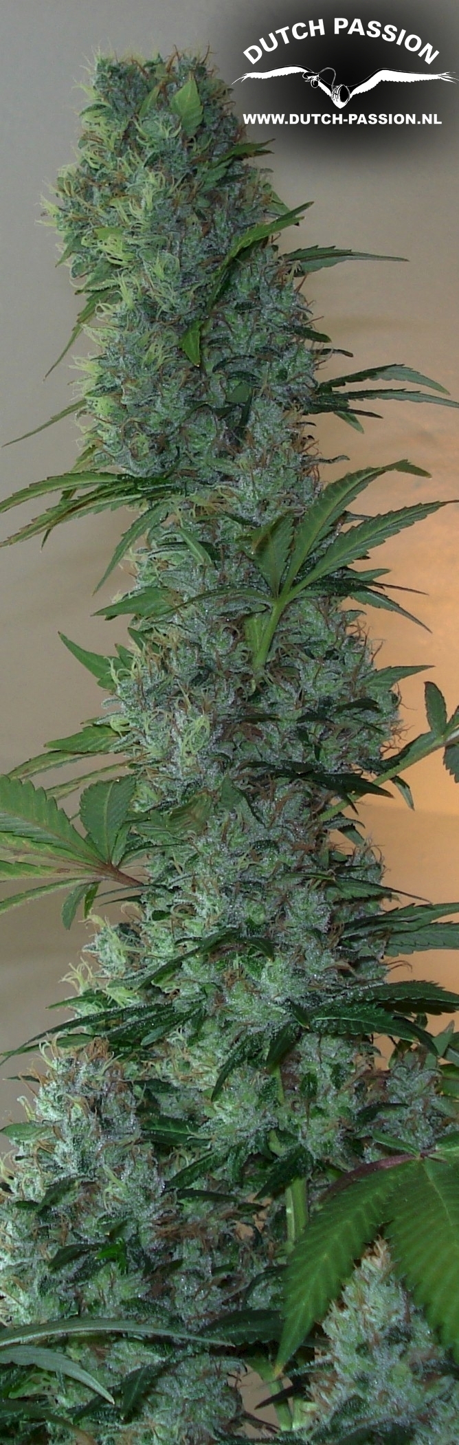 Dutch Passion - Master Kush (fem.)