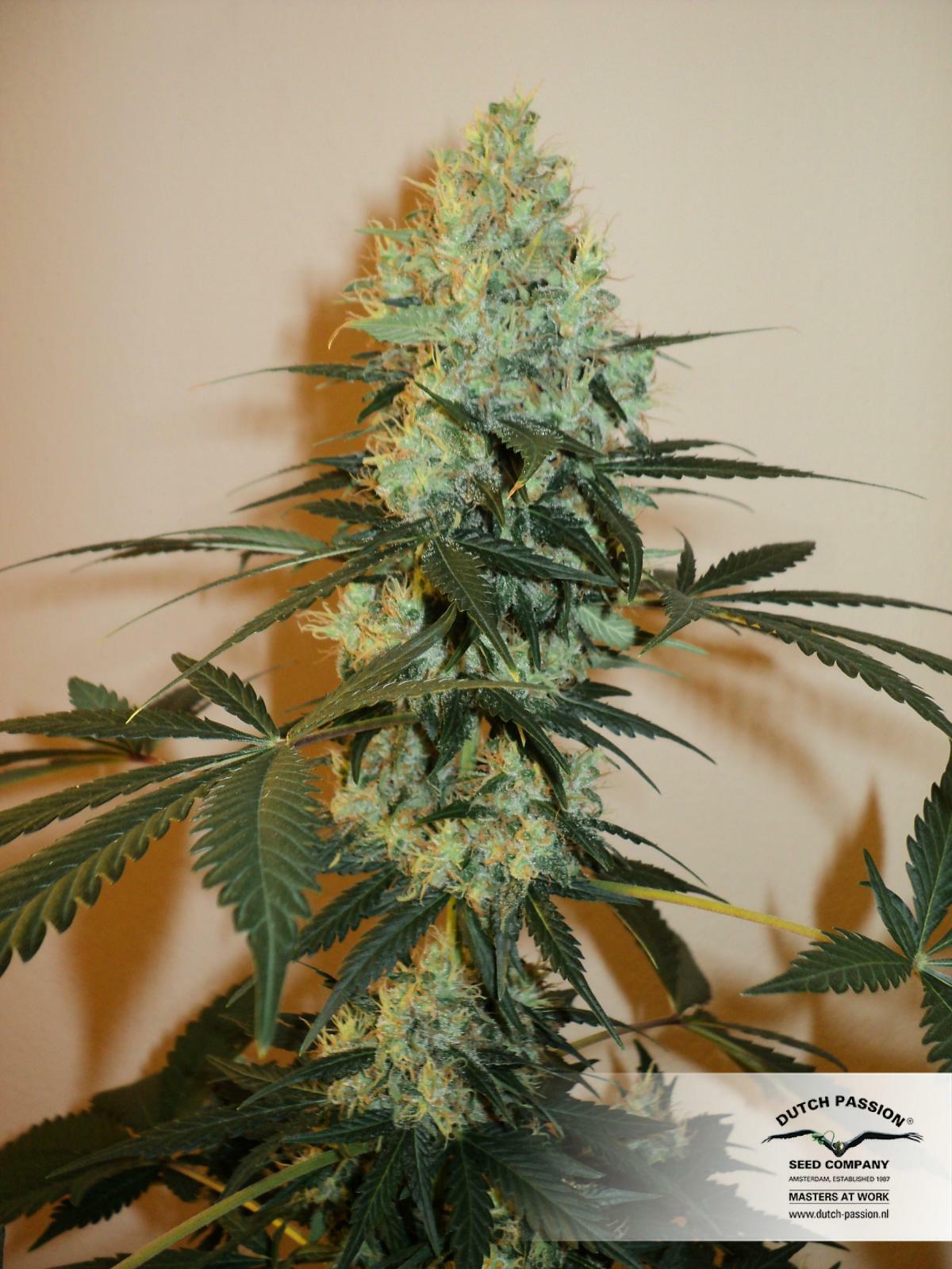 Dutch Passion - Master Kush (fem.)