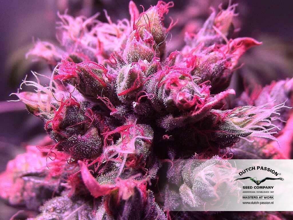 Dutch Passion - Master Kush (fem.)