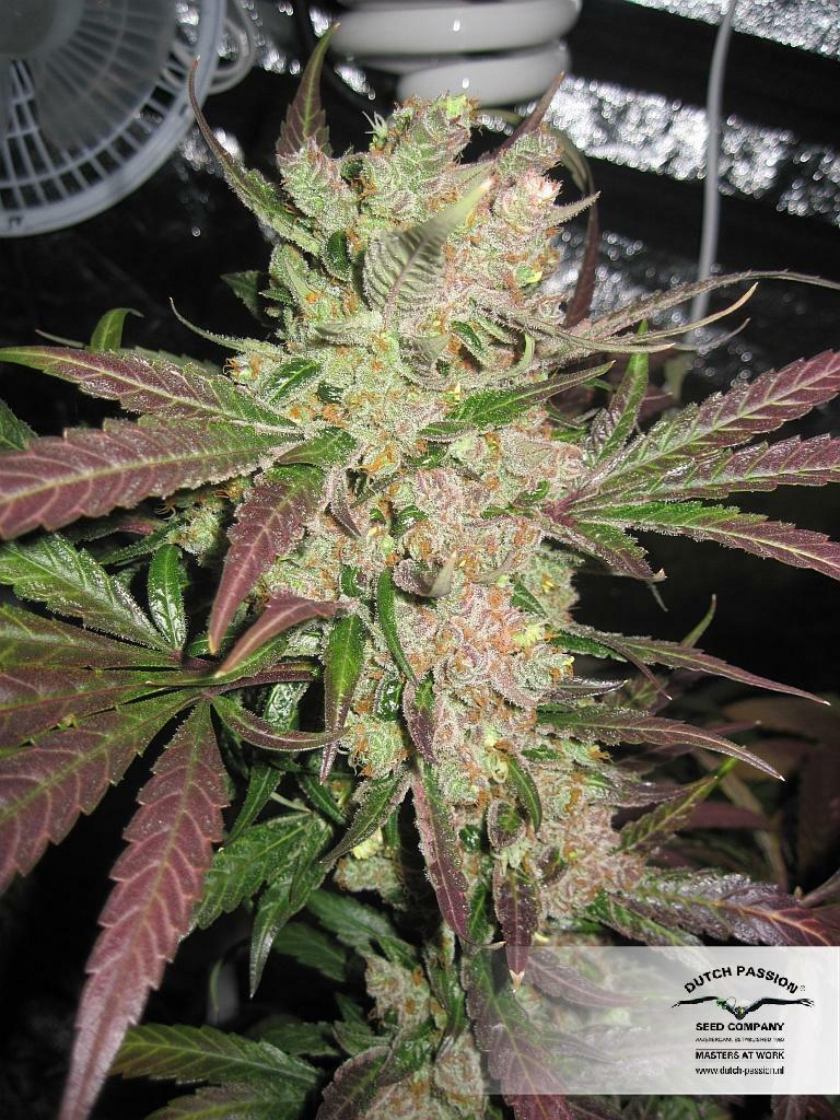 Dutch Passion - Master Kush (fem.)