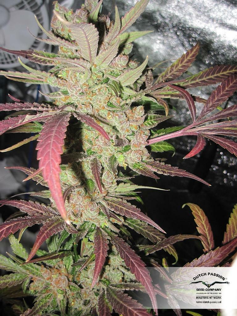 Dutch Passion - Master Kush (fem.)
