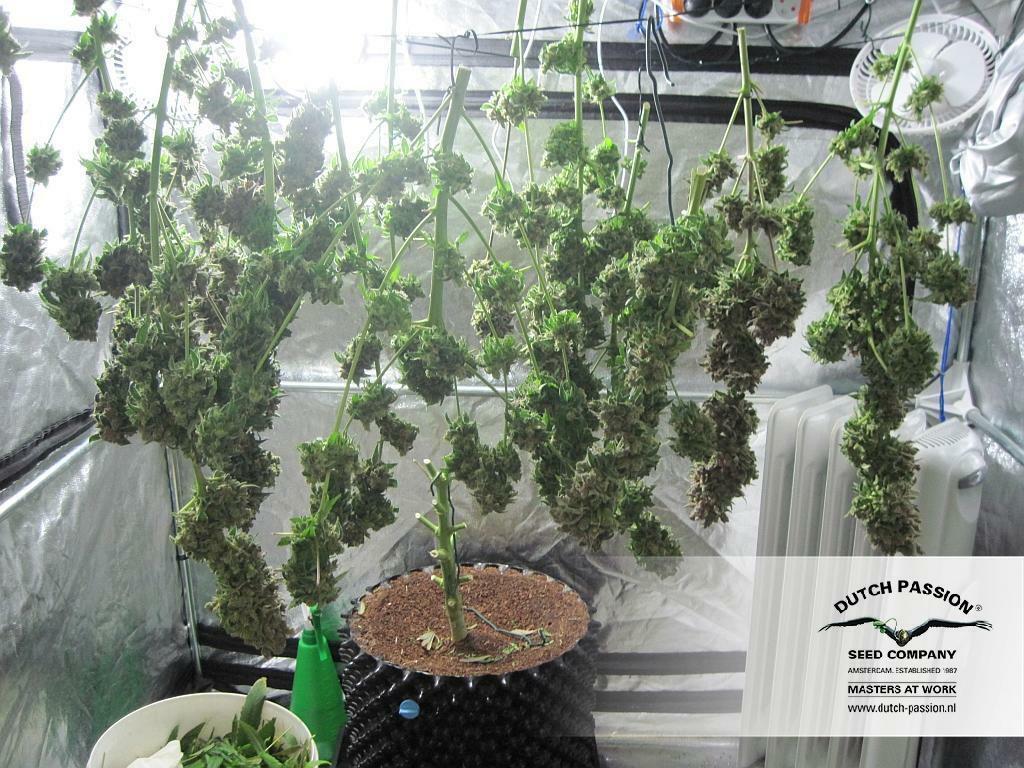 Dutch Passion - Master Kush (fem.)