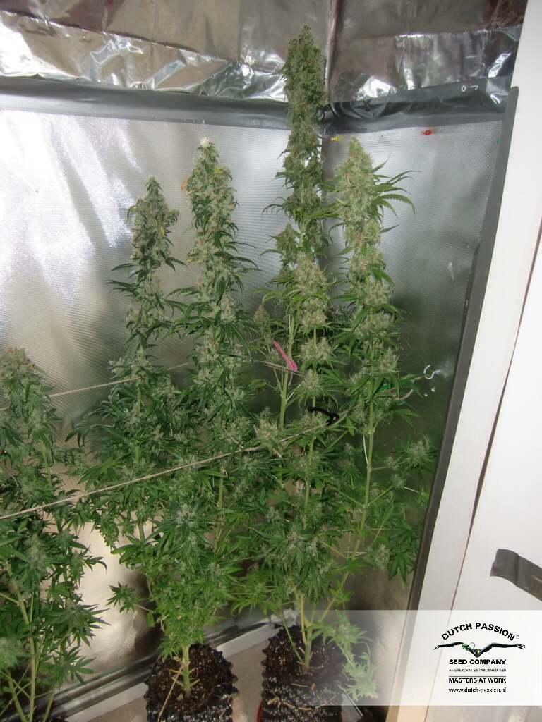 Dutch Passion - Master Kush (fem.)