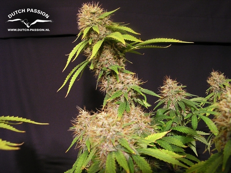 Dutch Passion - Mazar (fem.)