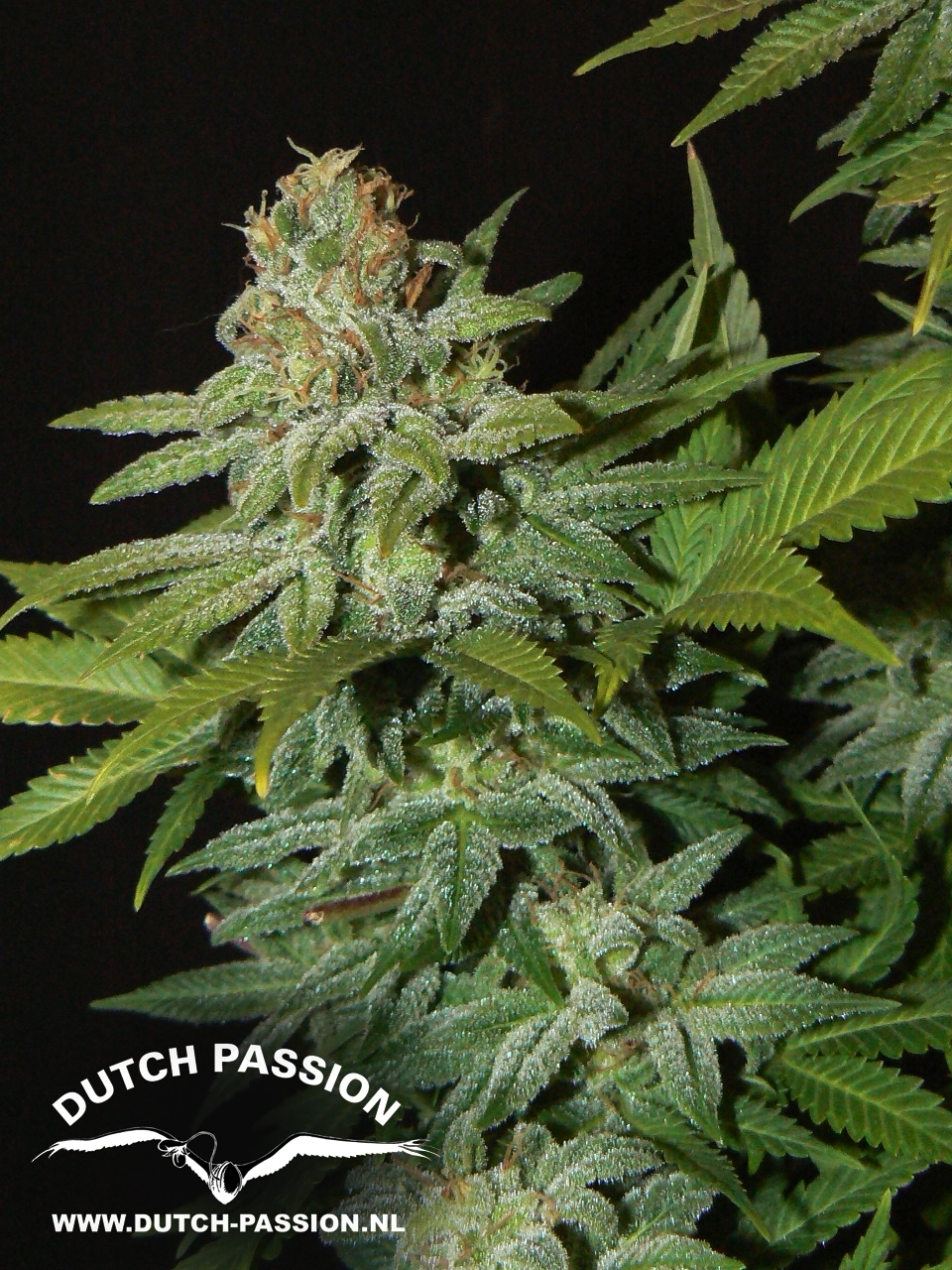 Dutch Passion - Mazar (fem.)