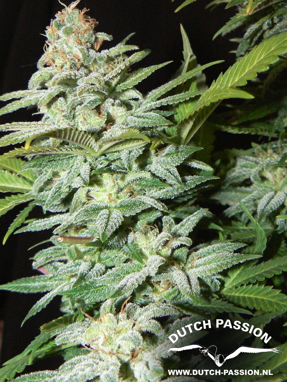 Dutch Passion - Mazar (fem.)