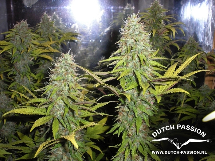 Dutch Passion - Mazar (fem.)