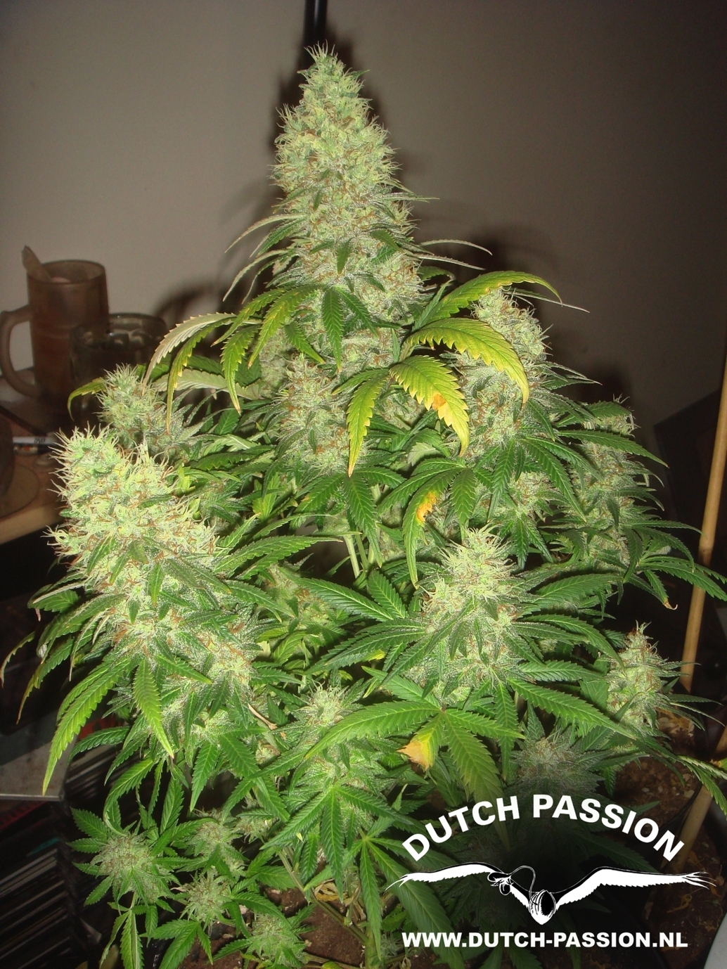 Dutch Passion - Mazar (fem.)