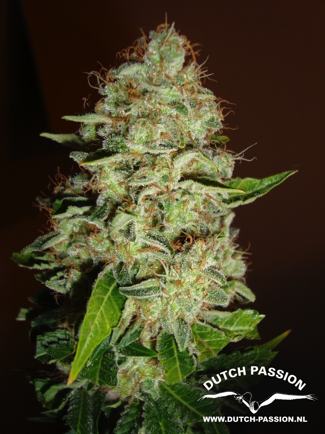 Dutch Passion - Mazar (fem.)